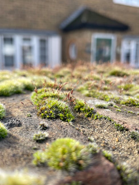 Close-up view of moss growing on a rooftop surface with small green patches and tiny reddish-brown sporophytes. The background shows a blurred residential house with brick walls, a dark pitched roof, and white-framed windows. The image captures the natural growth on the rooftop, suggesting ongoing weather exposure and the need for maintenance or roof inspection, relevant to home relocation and property care. The scene is illuminated by natural daylight, and the focus emphasizes texture and detail of the moss and rooftop material, with the house slightly out of focus in the background.