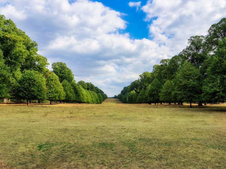 A wide, open grassy field flanked by rows of tall, lush green trees on both sides, extending into the distance under a partly cloudy sky with patches of blue. The scene is outdoors and appears calm and well-maintained, with no visible buildings or vehicles, emphasizing natural surroundings. This outdoor landscape could serve as a reference point for understanding outdoor access or nearby natural features in the context of house removals or home relocation logistics, as highlighted by Movers Hounslow's service page about Syon Park removals access tips for Hounslow.